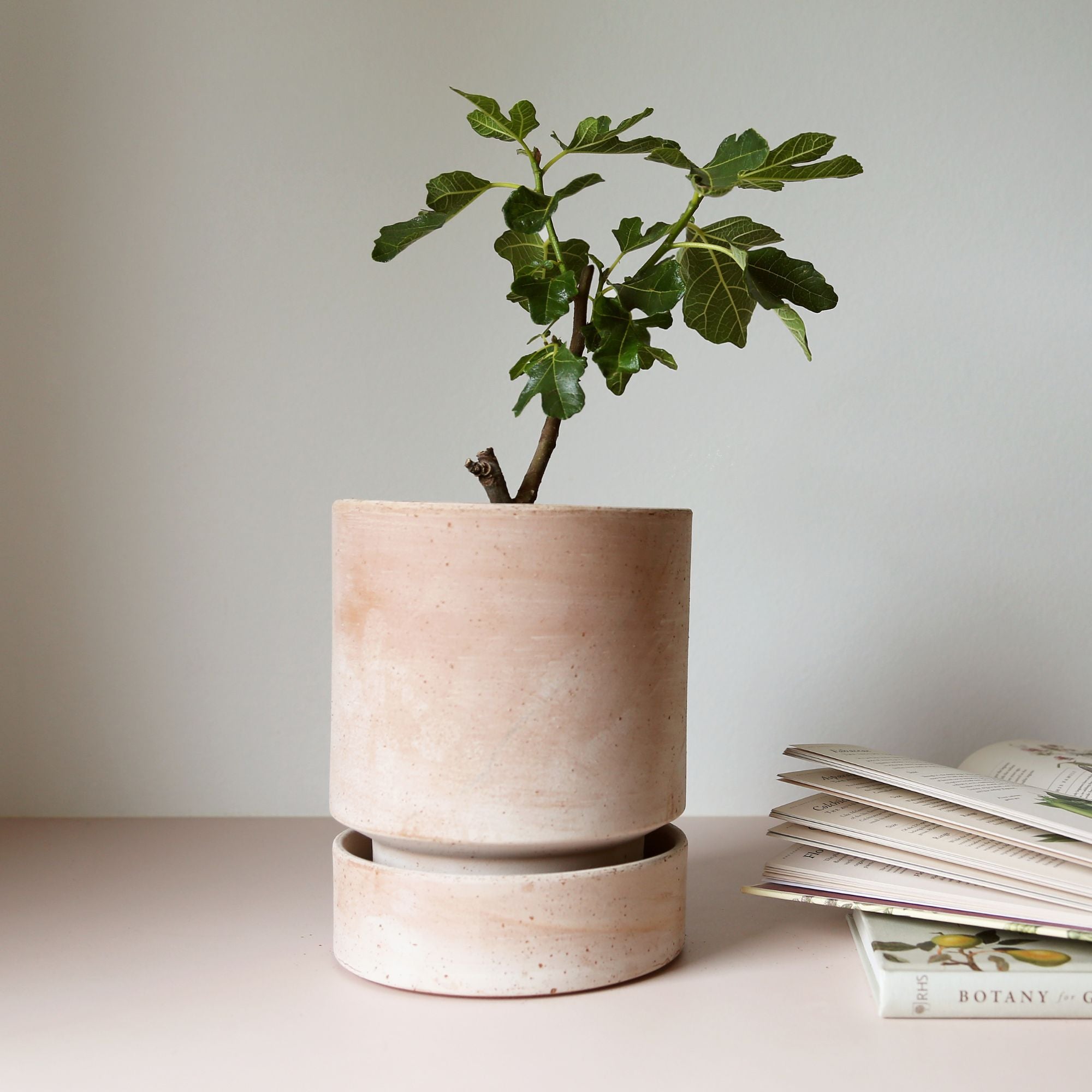 Goodee-Bergs Potter-Hoff Ø18 Saucer - Color - Raw Rosa