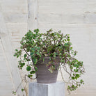 Goodee-Bergs Potter-Julie Ø30 Planter & Saucer - Color - Raw Rustic Grey