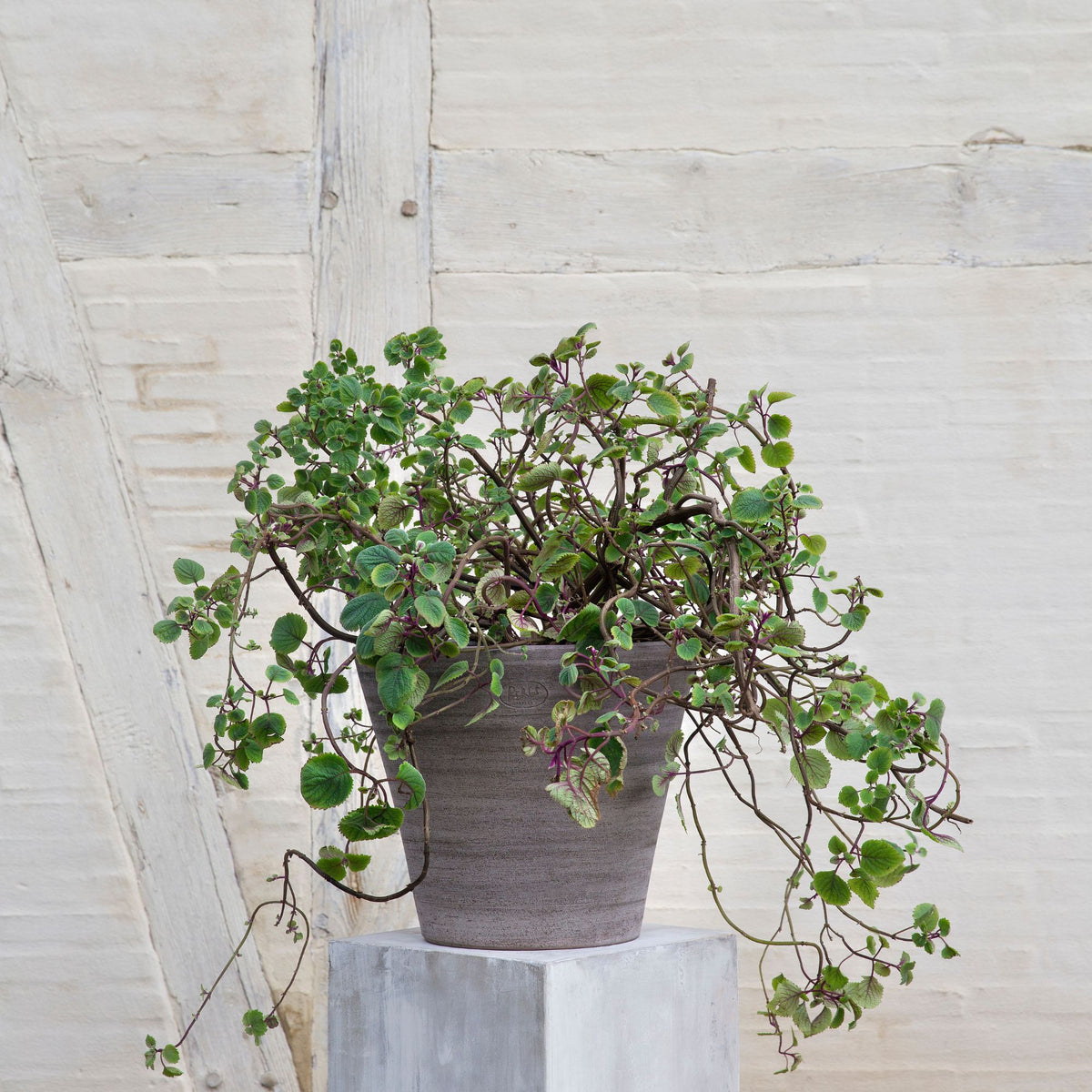 Goodee-Bergs Potter-Julie Ø30 Planter & Saucer - Color - Raw Rustic Grey