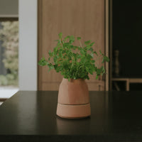 Raw Rosa