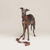 Peruvian Arrow Woven Cotton Dog Leash - Navy