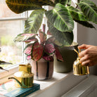 Goodee-Haws-The Smethwick Spritzer - Color - Brass
